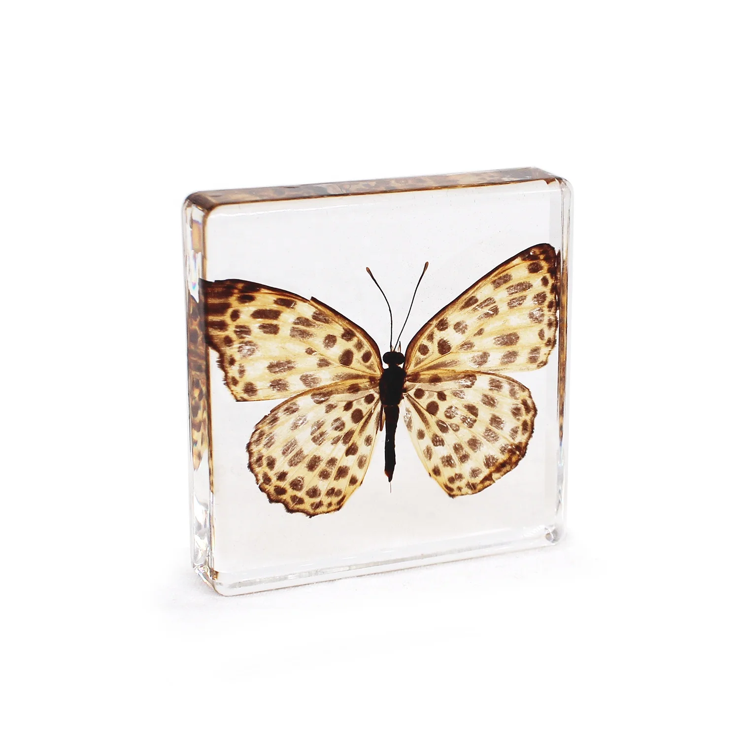 Teaching resources paperweight butterflies taxidermy real butterfly resin preschool learning tools dried specimen resin