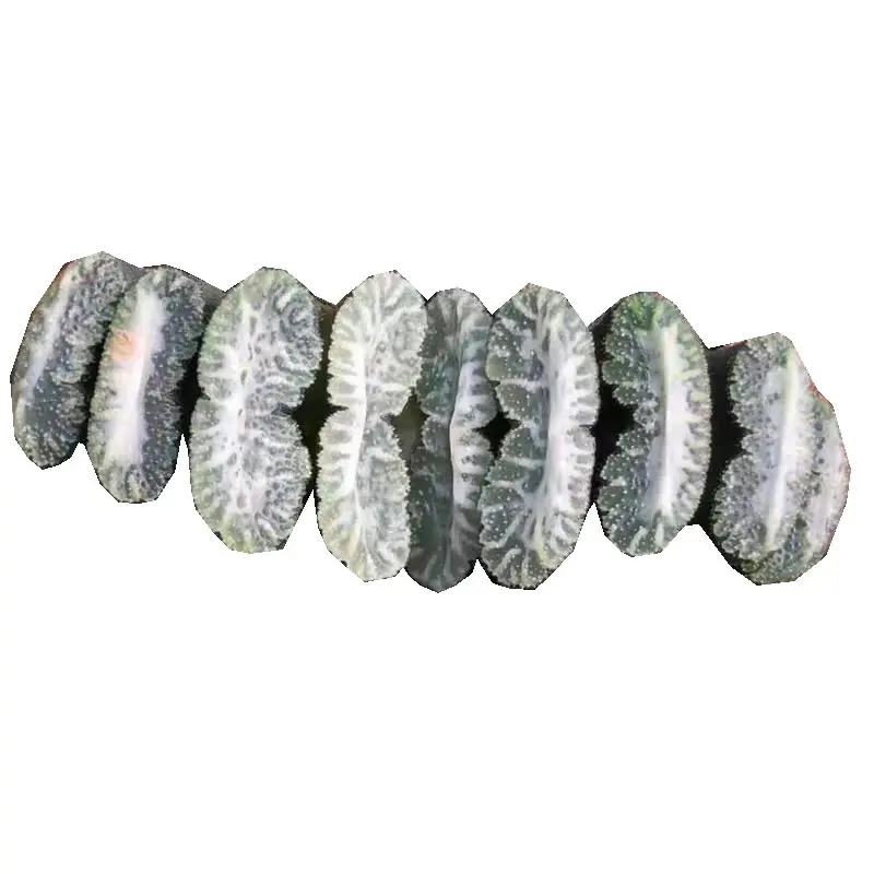 
Natural rare hotsellings Mini Succulent Haworthia truncata show star 