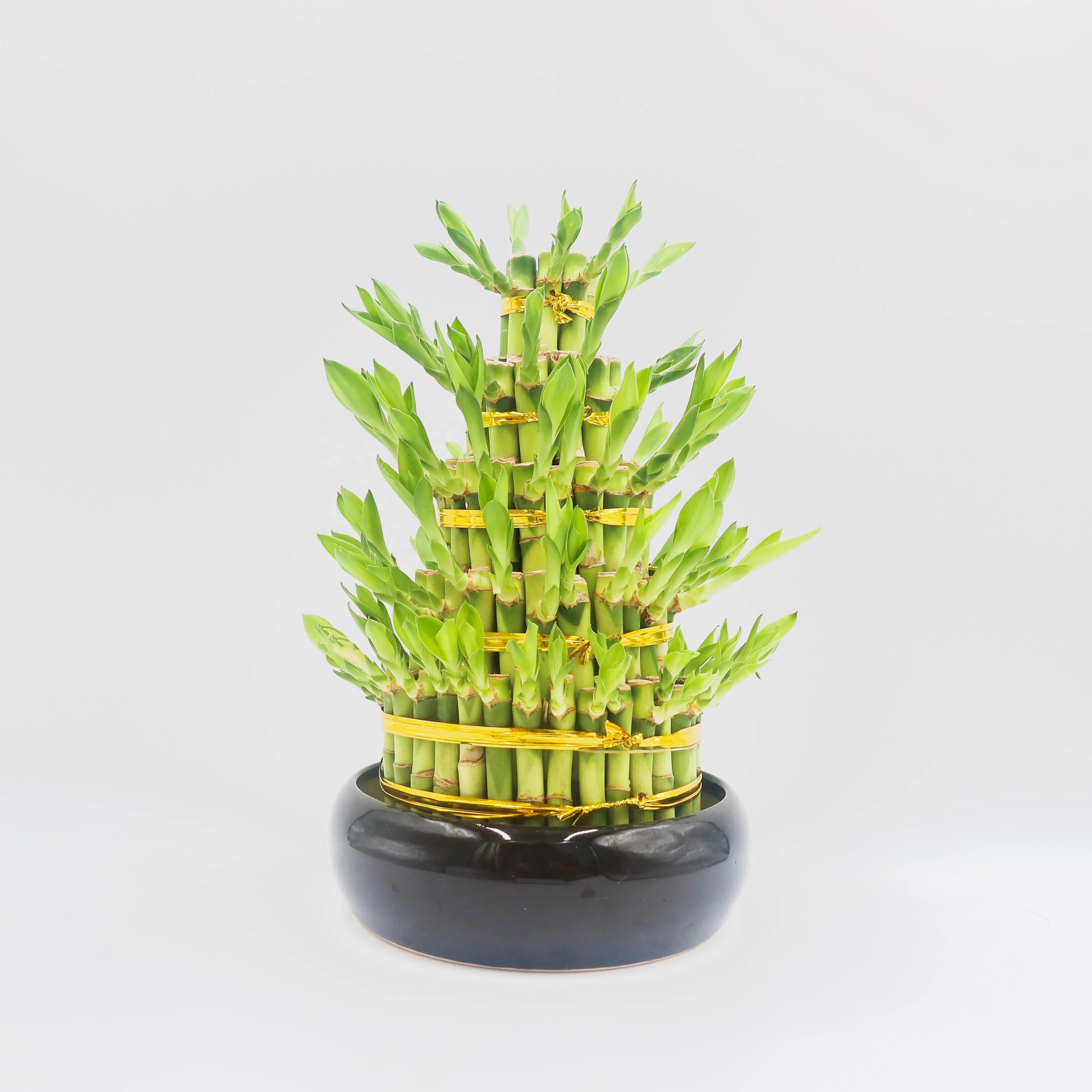 
2-5 Layers tower lucky bamboo ornamental indoor plants 