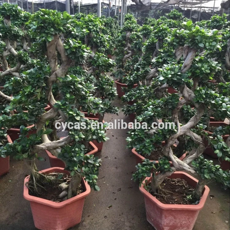 Ficus microcarpa,big 8