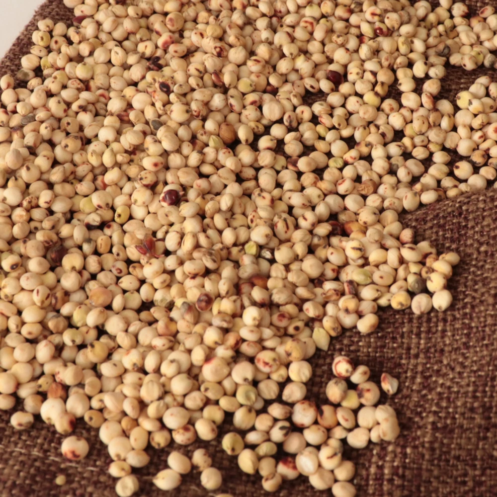 Bulk Kaoliang Organic White Sorghum Grains