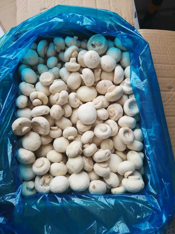 Замороженный гриб IQF кусочки грибов/Цельные/белые грибы shiitake с кнопкой смешанные