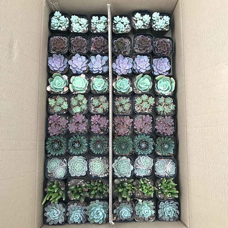 
Hot sale colour Succulent plant Fresh plants Shipment succulent plant in pot 60p in a box 
