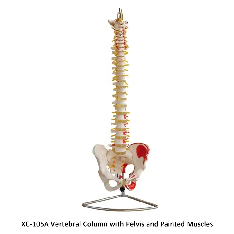 XC-107A Vertebral Column and Painted Muscles