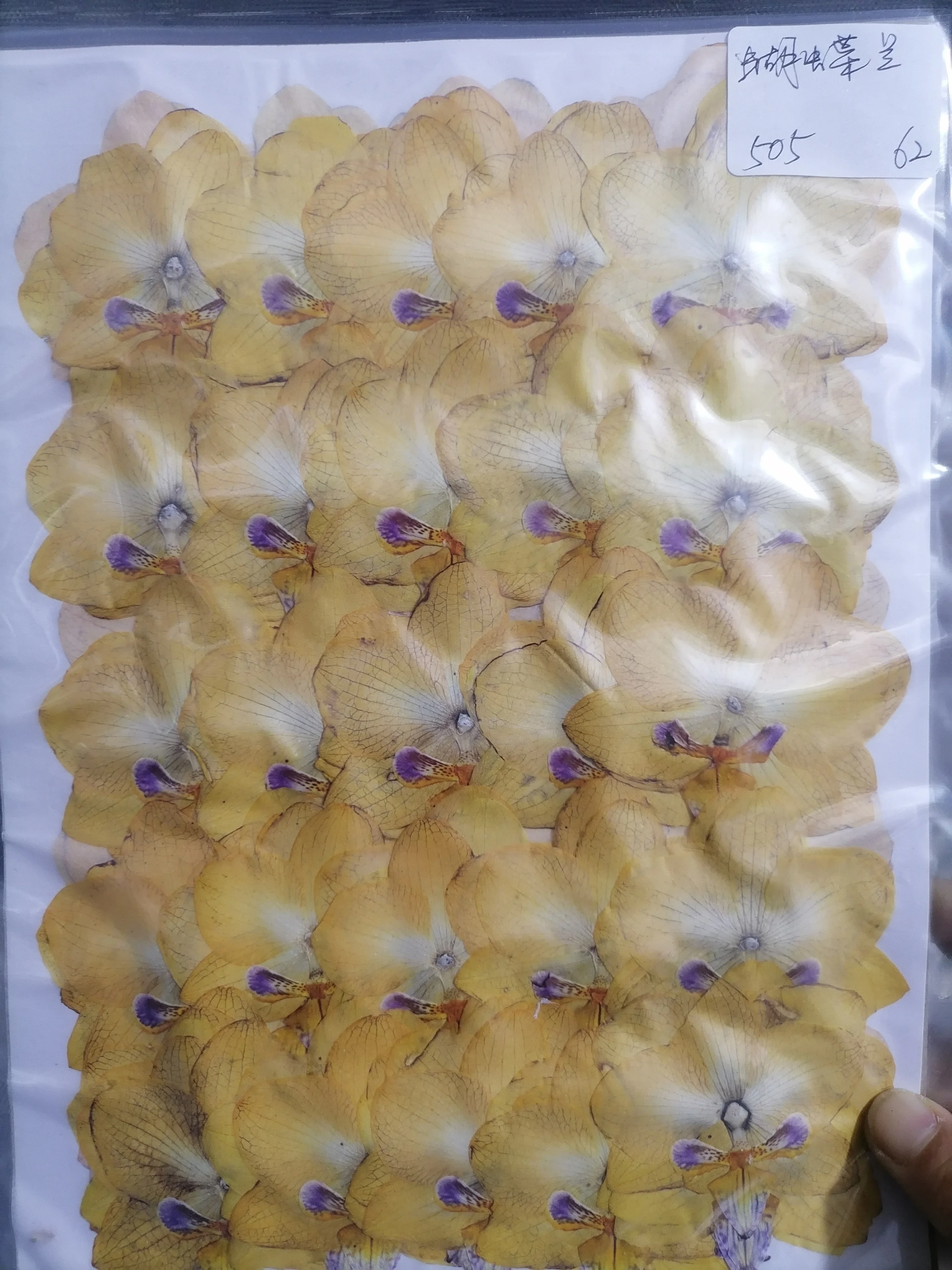 Pressed Flower Moth Orchid, Butterfly Orchid, Phalaenopsis Amabilis Suitable For Lamp Frame Bookmark Child Education