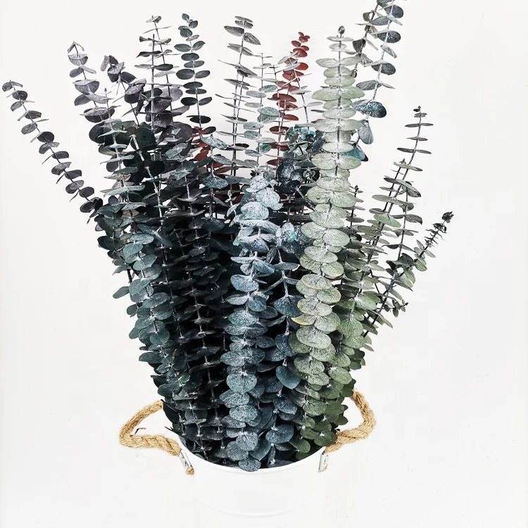 summer flora Original color wholesale Dried natural flower stem for New Year decoration preserved flower eucalyptus