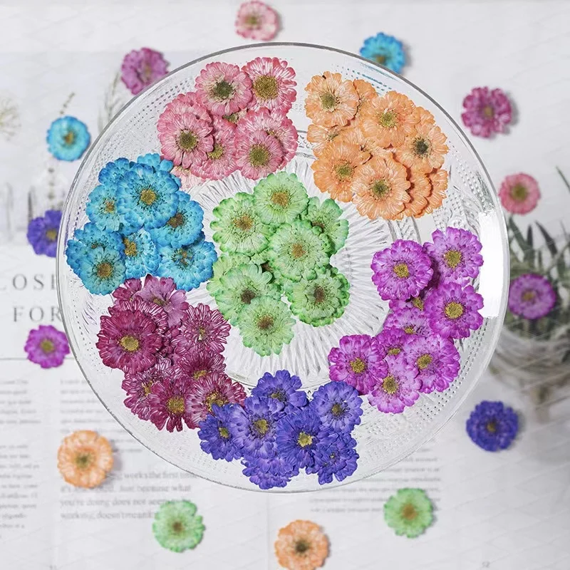 MNR2134 dyed dried Chamomile flower for DIY flower ornament handcraft