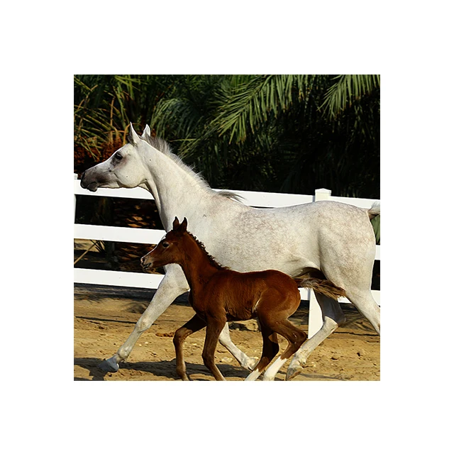 China Supplies High Quality Low Cost UV Resistant Racecourse PVC Horse Fence With Gates