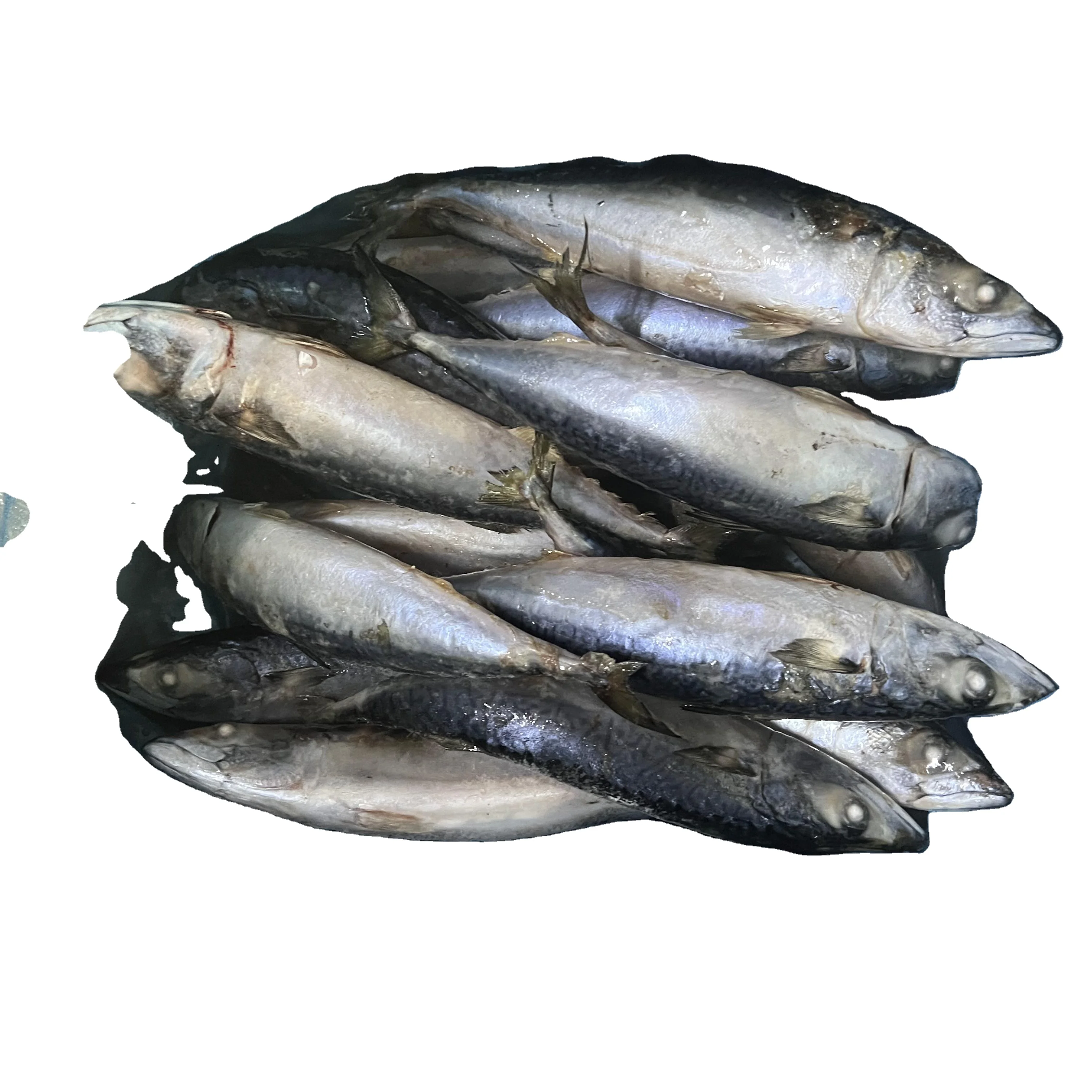 IQF Pacific Mackerel Scombridae Frozen Whole Round Pacific Mackerel