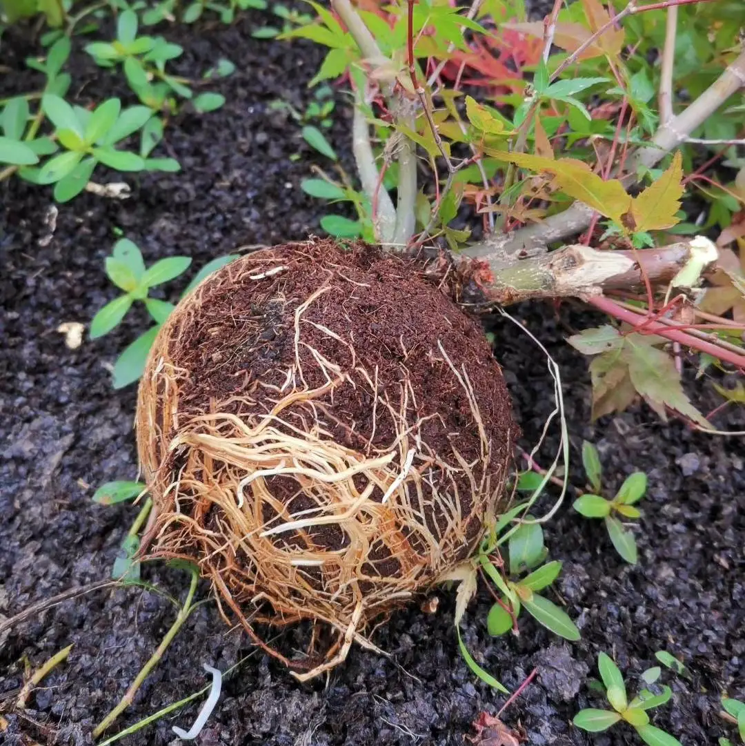 Plant Rooting Ball Plant Rooting Ball High Pressure Propagation Ball for Garden Fertilizer