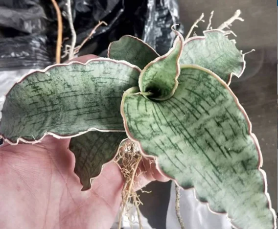 Rare Sansevieria Sliver Blue
