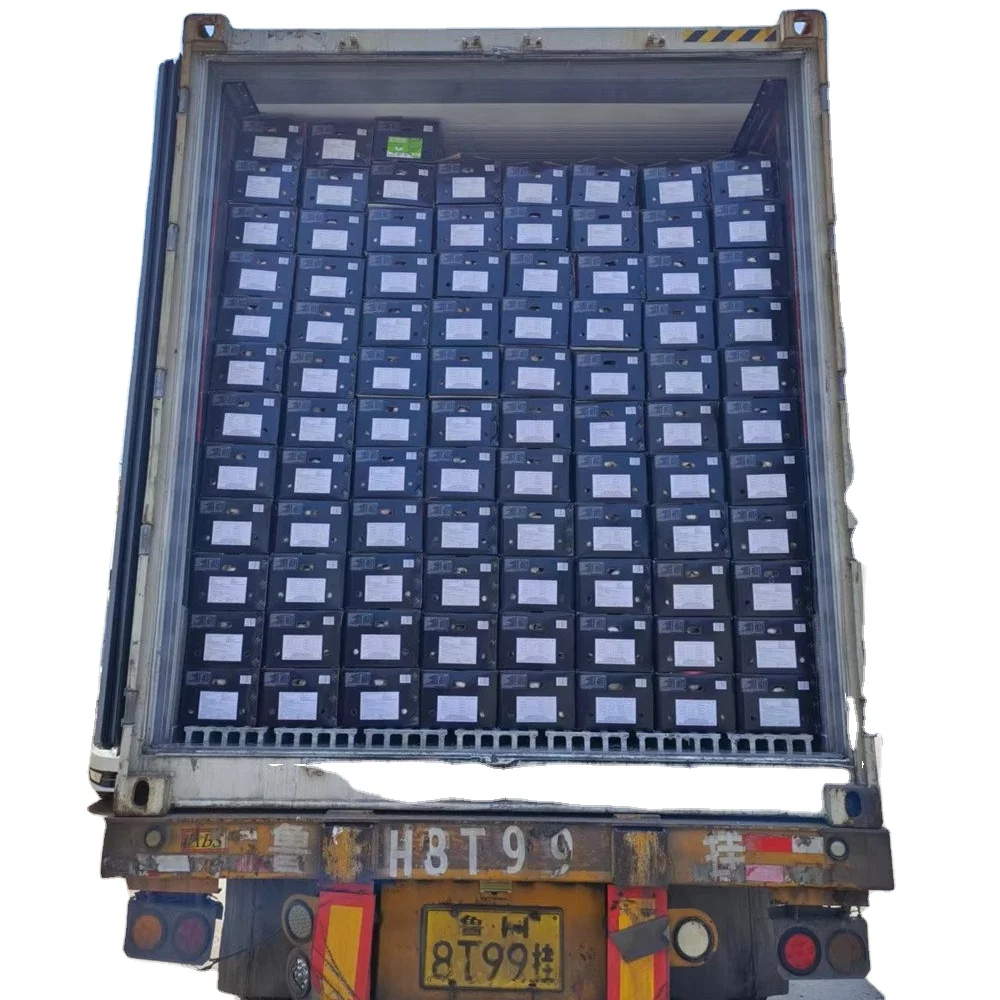 New fresh bulk garlic seed natural garlic in bulk