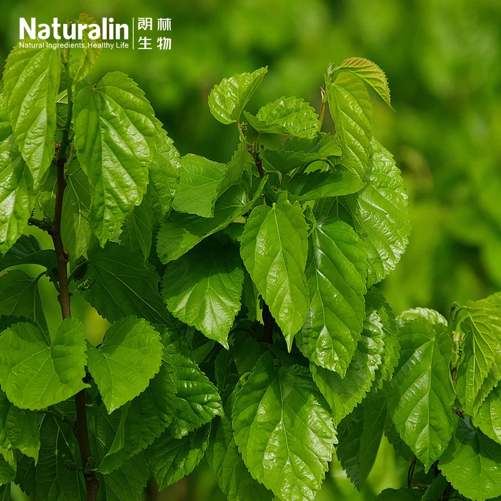 Naturalin Hot Selling Pure Natural Chlorophyll Liquid Sodium Copper Chlorophyllin Powder
