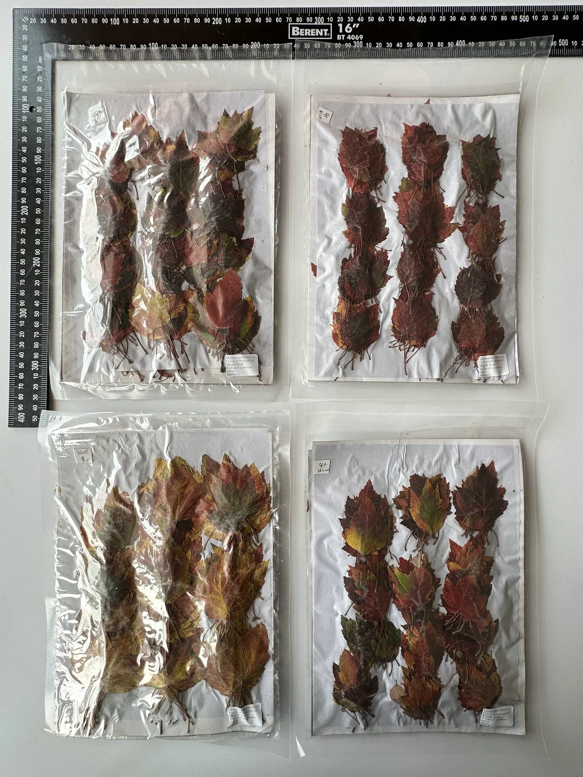 1000pcs/pack Swamp Maple Leaf Autumn Color Series Pressed Leaf For Photo Paint Frame