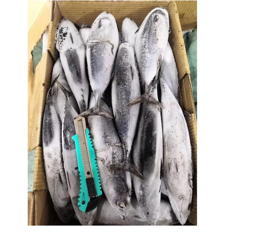
Bullet tuna/auxis rochei 100-300g good quality for thailand 