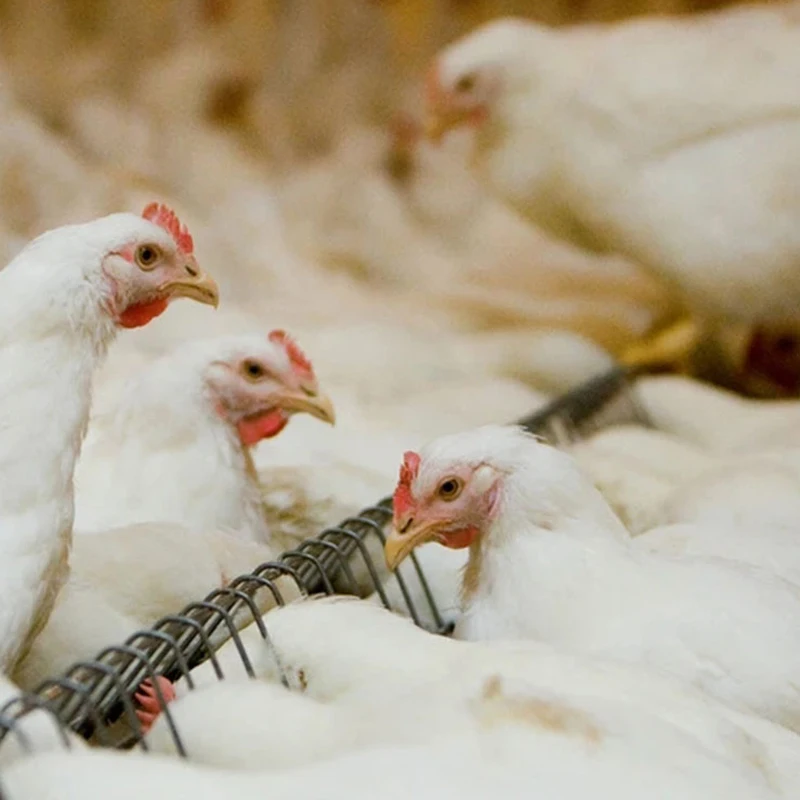 Автоматическая кормовая машина для птиц, система автоматического кормления кур