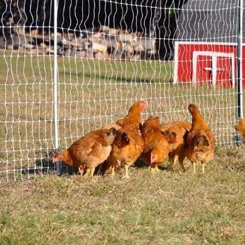 electric fence for sheep/chicken/horse poultry net electric fence netting with posts