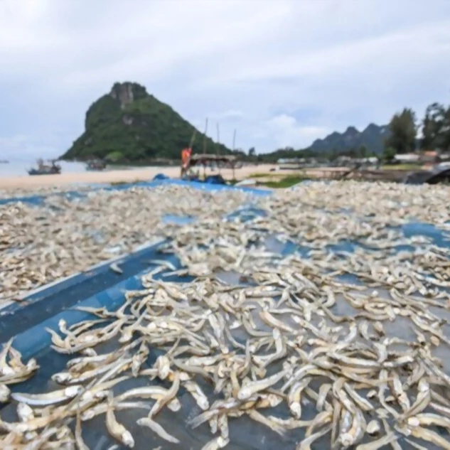 Dry seafood Dried Salted Anchovy 100% organic from Vietnam For Sale OEM Service With Vacuum Pack