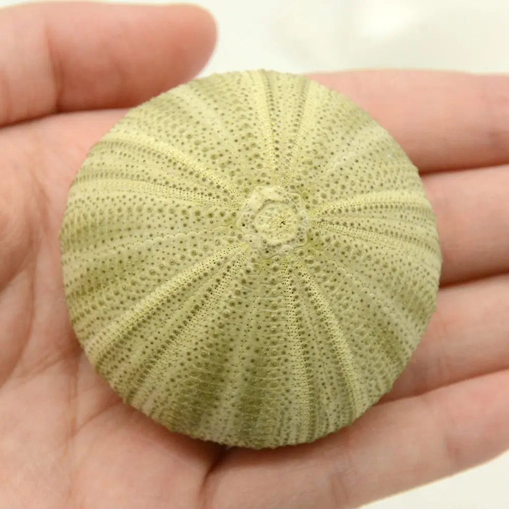 Natural Sea Urchin  Green Snail Shell  For Handicrafts  Best Price Sea Urchin Handicrafts Accessories Natural Shell
