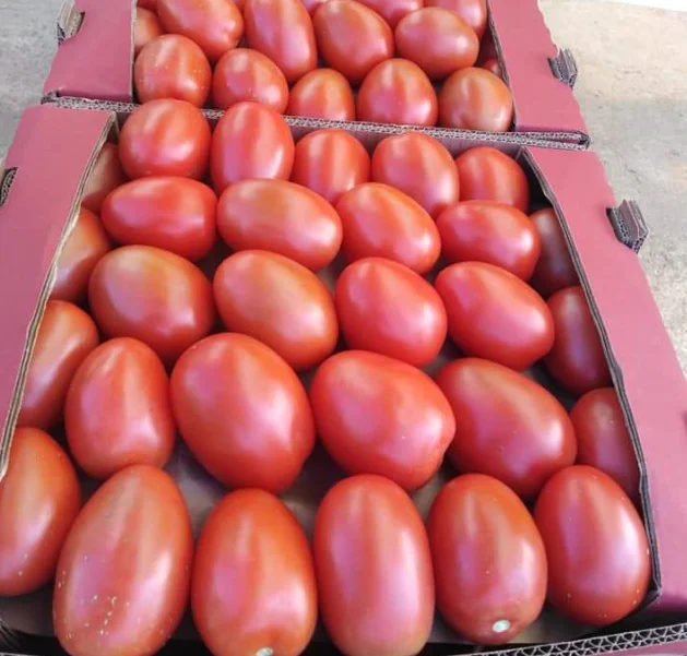 H710 Hybrid Indeterminate marmande tomato seeds