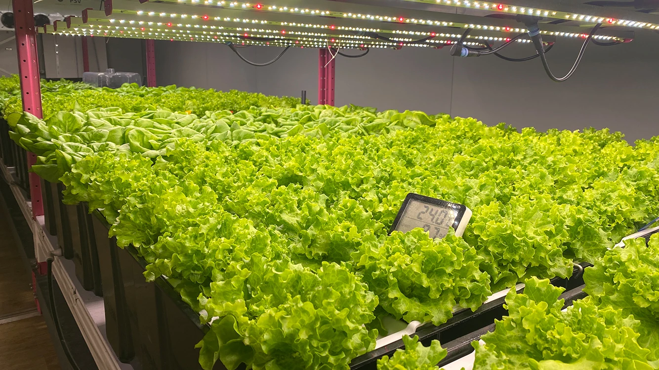 Manufacture Vertical Grow System for fruits and vegetable and herbs indoor farming Container for tomato Shipping Container Farm