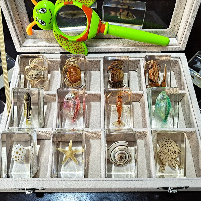
Many types of embedded specimens Cheap acrylic resin biological plant real insect specimens 