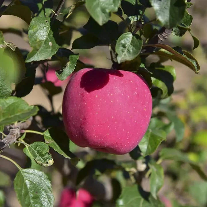 best price apple fresh fruit Chinese high quality wholesale fresh red fuji apple