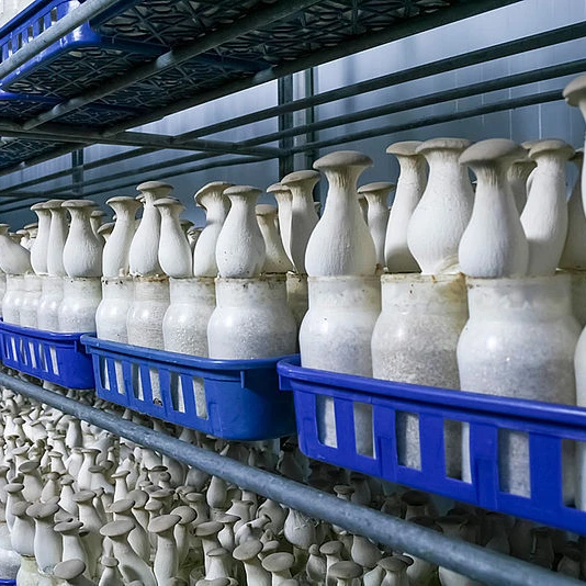 Pleurotus Eryngii mushrooms king oyster mushroom