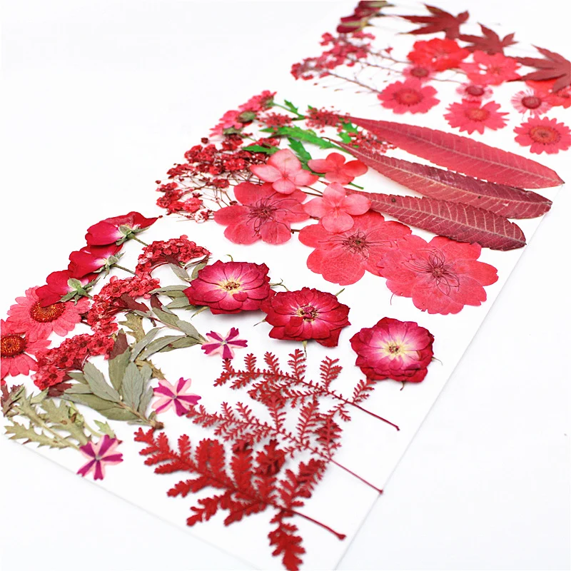Wholesale Dry Real Natural Flowers Materials DIY Makeup Nail Phone Case Frame Plant Specimens Dried Pressed Flowers for decor