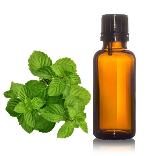 Поставщик, оптовая цена, чистый натуральный экстракт мяты, эфирное масло, 99% масло мяты