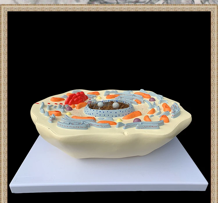 Enlarge Animal Cell Anatomical Model Cell Anatomy Model