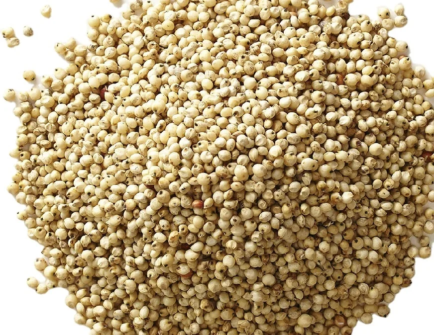 High Quality Sorghum Grains Sorghum Bicolor Seeds