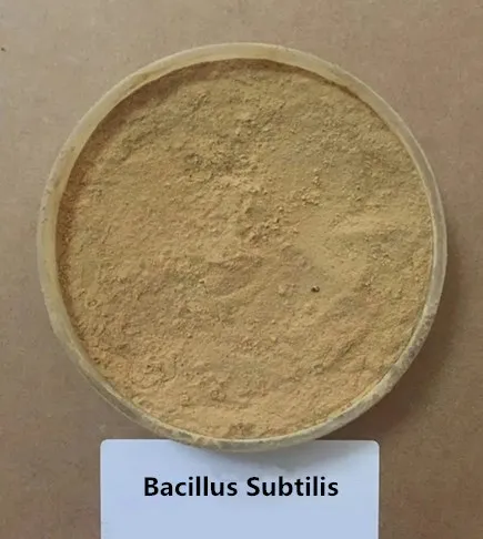 Bacillus subtilis powder for plant Cucumber powdery mildew
