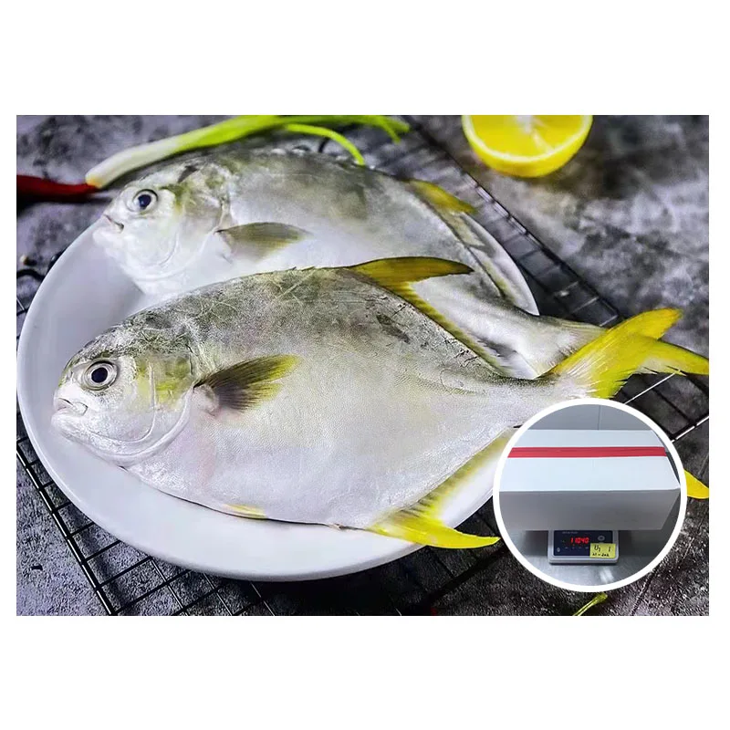 Wholesale Seafood Frozen Golden Pompano / Golden Pomfret