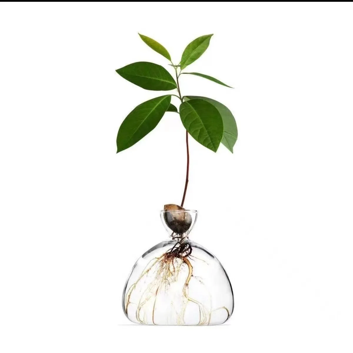Japanese Style Avocado Hydroponic Flower Vase With Avocado Seed For Planting And Growing