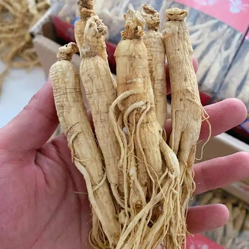 Free Samples Panax Root Korea Honey Red Ginseng Ginseng Korea