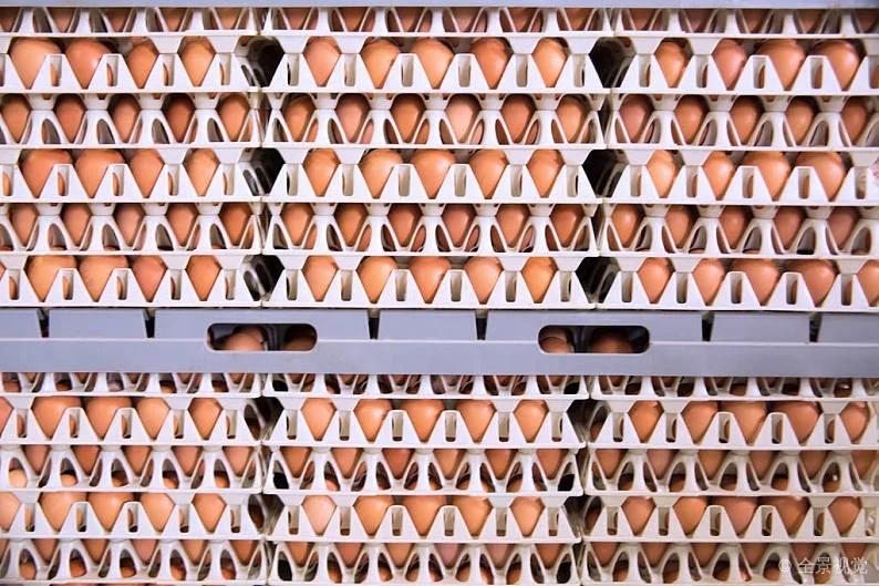 Plastic Crates for egg transport  plastic crate save egg transport egg