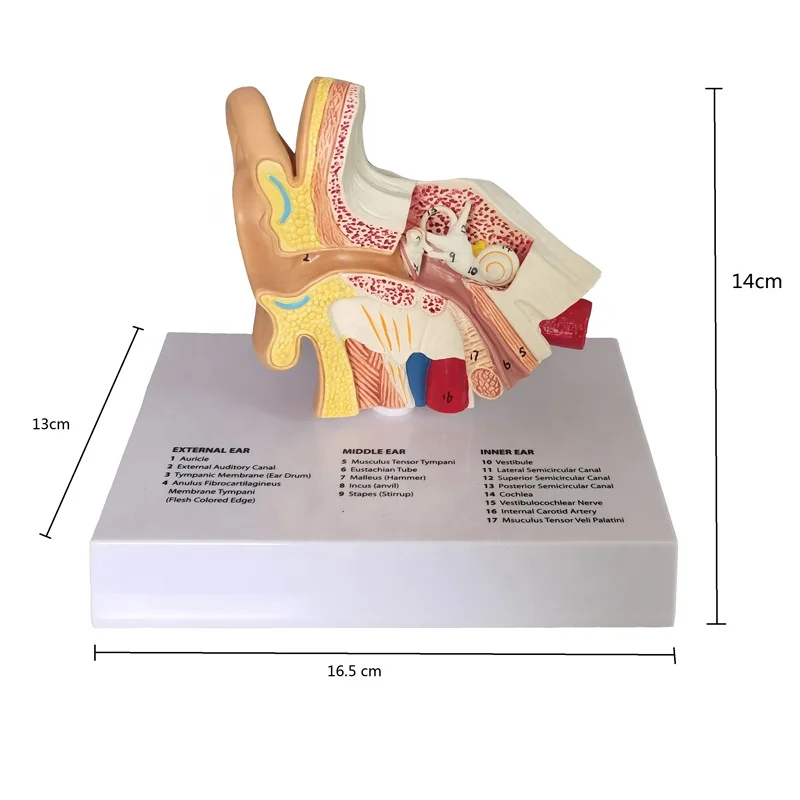 High quality Advanced Education Ear Model,Teaching 3D Anatomy Ear Model