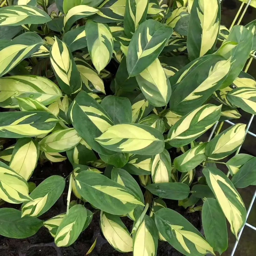 Культура тканей растений рассады Золотой маранты