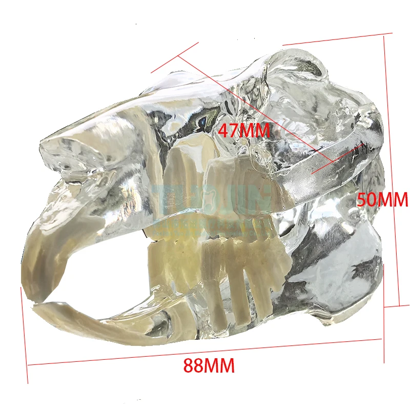 Clear Rabbit Teeth Anatomical Model Dental Animals Oral Jaw for Education Canine Veterinary Office Decoration Demo