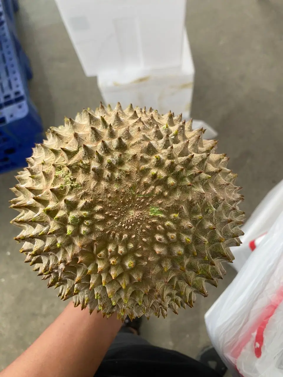 Пик совершенства дуриана свежий Премиум Musang King Durian D197