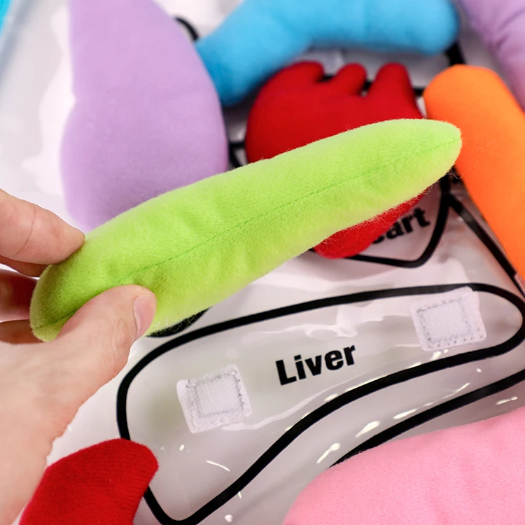 High Quality Customizable Colorful Montessori Sensorial Preschool Body Organ Teaching Aids Apron Kids Training Aids Baby Educati