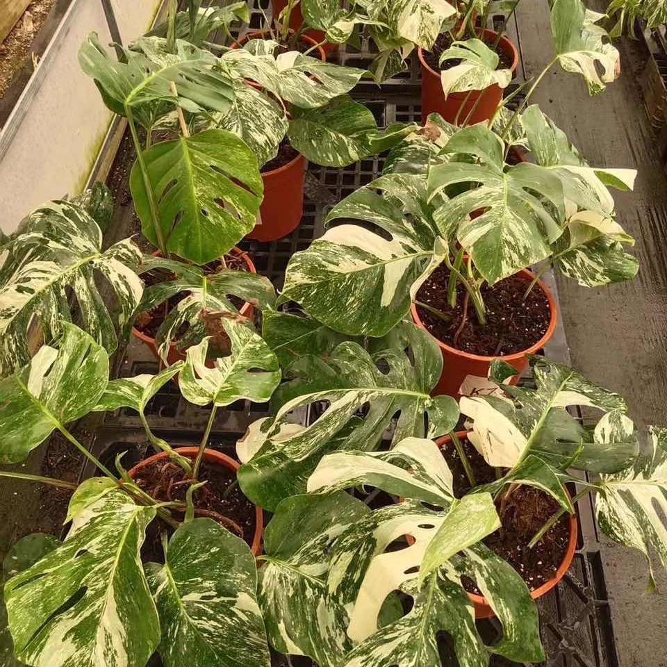  Оптовая продажа Monstera deliciosa либо