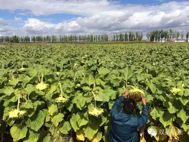 Оптовая продажа китайский новый урожай семена подсолнечника с черной полосой для посадки по низкой цене