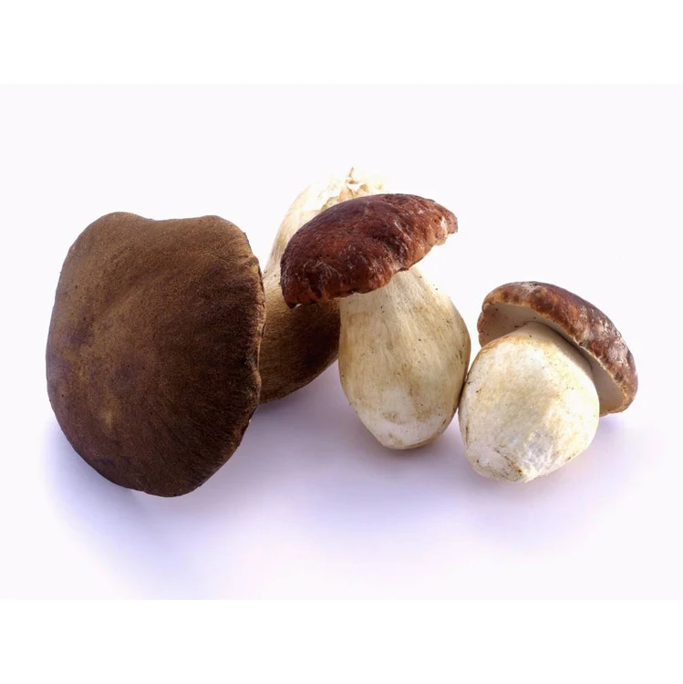 
Delicious boletus edulis porcini mushroom 