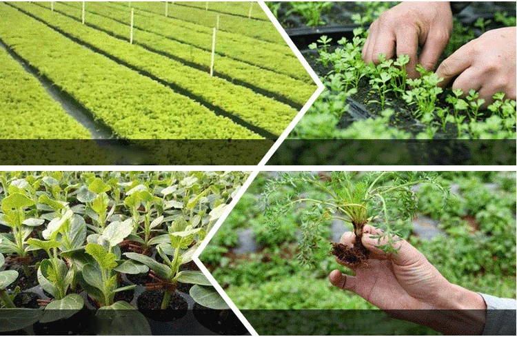 Free samples Hot-selling garden supplies hydroponic plant growing germination plastic seedling pots seed tray nursery trays