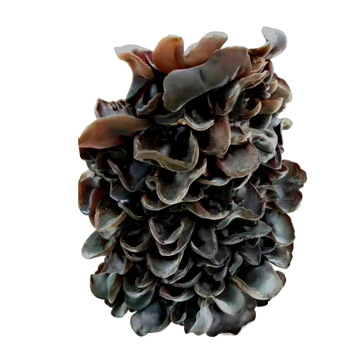 Fresh White-backed Black Fungus/Agaric for Mushroom Buyers