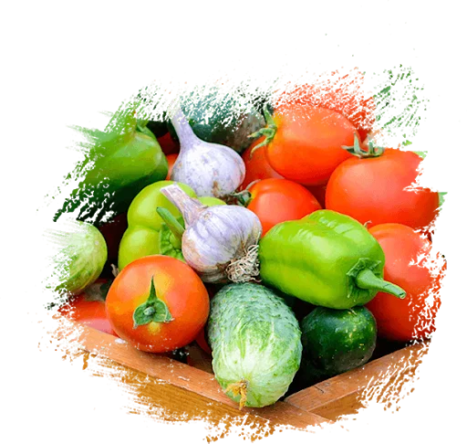
Fresh Tomato at Cheap price 