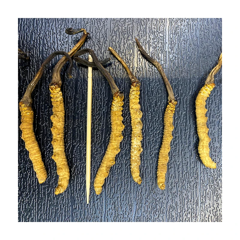 dried dong chong xia cao organic cordyceps cordyceps sinensis tea