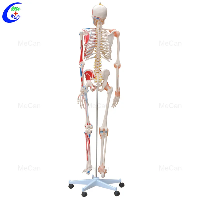 Life-Size Skeleton 85CM 180CM Tall Human Plastic Skeleton